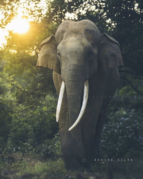 Reposted from @rasika_chapter2 (@get_regrann) - . . . . .  #wilderness  #wildlifephotography #nature #naturstagram #tusker #tuskers… Living Peacefully, Asian Elephant, Travel Pins, Wildlife Photography, Sri Lanka, Mammals, National Park, Places To Go, Instagram Images