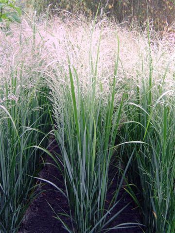 Panicum virgatum 'Northwind' | Panicum virgatum 'Hot Rod' | Northwind Switchgrass| plant lust Miscanthus Sinensis Gracillimus, Ornamental Grass Landscape, Pool Gardens, Panicum Virgatum, Ornamental Grass, Prairie Garden, Fountain Grass, Grasses Landscaping, Front Landscaping