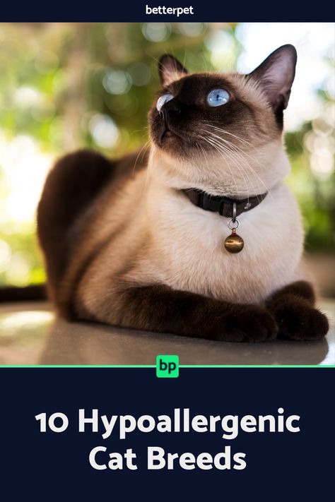 Want to adopt a cat but terrified of your allergies? These 10 hypoallergenic cat breeds are ideal for cat lovers looking for a breath of fresh air. Big Cat Breeds, Hypoallergenic Cat Breeds, Cat Breeds Hypoallergenic, Havana Brown Cat, Hypoallergenic Cats, Adopt A Cat, Calming Cat, Allergic To Cats, Cat Allergies