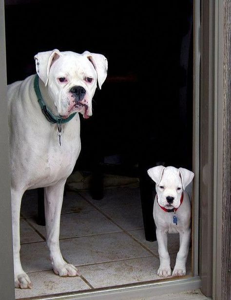 14 Gorgeous White Boxers That Will Melt Your Heart | Page 2 of 3 | PetPress White Boxer Dogs, Deaf Dog, Boxer And Baby, Dog White, White Boxers, Boxer (dog), Puppy Kisses, Boxer Love, Boxer Puppies