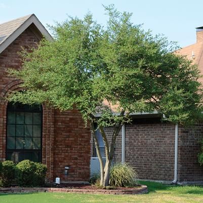 Yaupon Holly 3 Dahoon Holly Tree, Yaupon Holly Tree, American Holly Tree, Tree Form Holly, Weeping Yaupon Holly, Yaupon Holly, Fossil Creek, Conifers Garden, Low Water Gardening