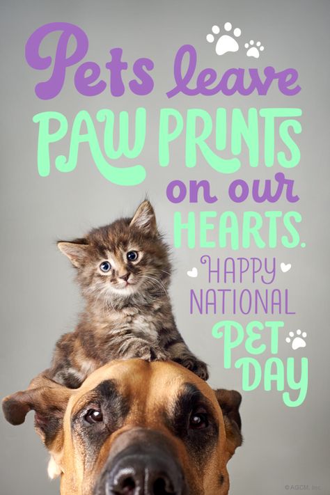 Love Your Pet Day, Cat Crying, Happy National Day, National Pet Day, Photography Day, Dog Projects, Pet Day, Smiling Dogs, Cat Facts