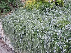 3 Rosemary Plants, Rosmarinus Officinalis 'Prostratus', Thriving in 2.5" Nursery Cubes, Creeping Rosemary Creeping Rosemary, Yard Plant Ideas, Trailing Rosemary, Plant Pallet, Tresco Abbey Gardens, Secret Garden Ideas, Greek Garden, Garden Retaining Wall, Tattoo Plant