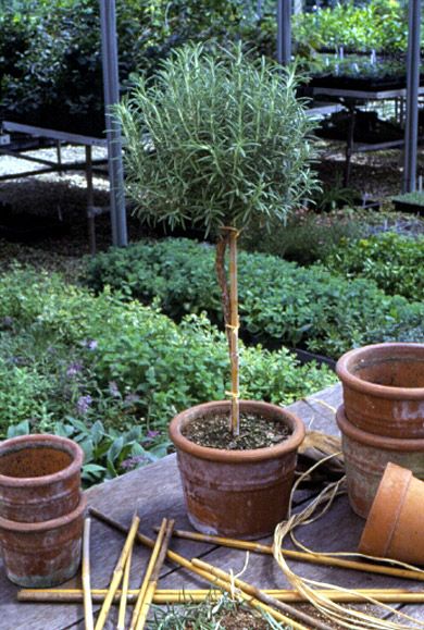 . Rosemary Topiary, Topiary Diy, Tattoo Plant, Container Planting, Herb Gardens, Herb Gardening, Midwest Living, Garden Urns, Outdoor Decorating