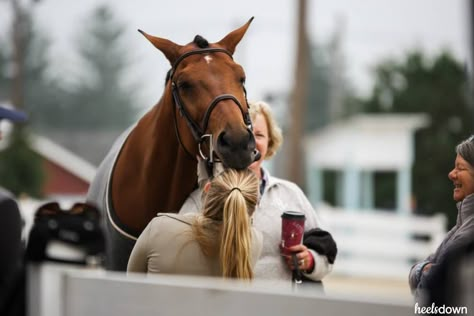 Horse Show Friends, Horses Aesthetic, English Horses, Horse Standing, Hunter Horse, Horse Riding Aesthetic, Equestrian Aesthetic, English Horse, Cute Ponies