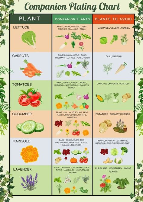 This infographic shows the companion plants for the following: Lettuce Carrots Tomatoes Cucumber Marigold Lavender  Be sure to take a look at our complete article at: https://www.seedlingsquad.com/articles-post/garden-companion-planting-101-maximizing-growth-and-minimizing-pests-copy  #companionplanting #planting #gardening Carrots Growing Tips, Allotment Planting Guide Uk, Carrot Companion Planting, Planting Vegetables Together, Companion Planting In Containers, Plant Pairings Companion Gardening, Garden Box Planting Layout, Lettuce Companion Plants, Vegetable Companion Planting Charts