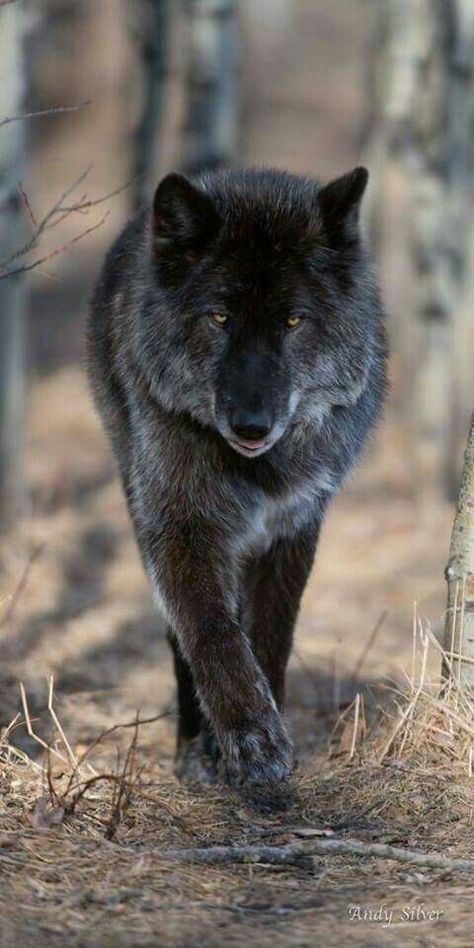 Schwarzer Wolf Timber Wolves, Wolf Pics, Wolf Walking, Black Wolves, Animal Studies, Alpha Wolf, Wolf Photos, Wolf Wallpaper, Wolf Love