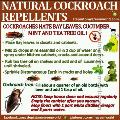 If you want to get rid of cockroaches that present in your home, we recommend you try this trick which is very effective. Cockroach Repellent, Handy Gadgets, Diy Pest Control, Mint Essential Oil, Bug Killer, Natural Pest Control, Bug Repellent, Insect Control, Insect Repellent