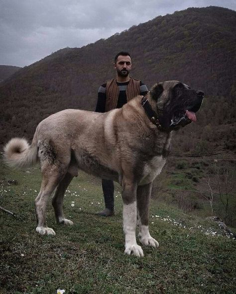 Huge Dogs Breeds, Sheep Dogs Breeds, Big Scary Dogs, Turkish Kangal Dog, Sarabi Dog, Massive Dog Breeds, Kangal Shepherd, Very Big Dog, Drawing Pets