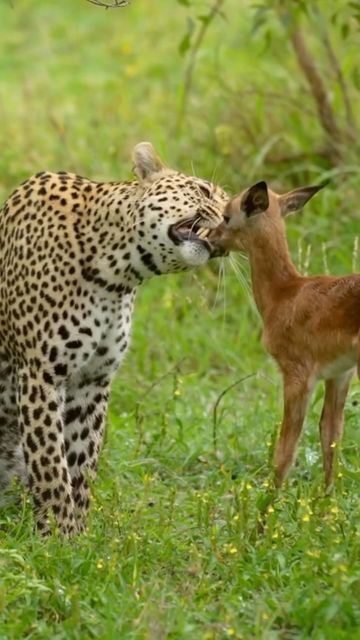 Big Cats & Nature Photography | Safari | Travel on Instagram: "The Kapen Leopard female, an impala lamb and a hyena. by MalaMala guest @scott_e_allen_photography and ranger @garethnuttallsmith Featuring @malamalagamereserve Congratulations on your feature with @big_cats_nature_photography To get Featured 🐾#naturewildlifephotography 🐾 #natgeo #natgeowild #natgeowildlife #instagram #wildlifeofinstagram #nature #wildlife #photography #featured #naturephotography #wildlifephotography #follow #feature #big5 #safari #africa #beautiful #viral #natgeo #natgeoyourshot #love #beautiful #leopardsofinstagram #leopard #southafrica #malamalagamereserve #malamala #beautiful #impala #hyena #reel #reelsinstagram" Beautiful Animals Videos, Cute Animals Videos, Animal Videos Funny, Funny Animal Clips, Wild Animals Videos, Baby Cheetah, Funny Animals With Captions, Animal Attack, Amazing Animal Pictures