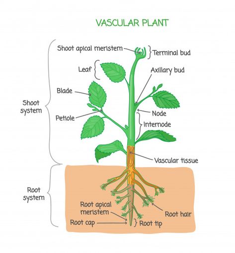 Plant biological structure diagram Premi... | Premium Vector #Freepik #vector #poster #leaf #education #green Root Diagram, Roots Drawing, Biology Plants, Plant Structure, Nature Education, Tissue Types, Drawing Poster, Plant Tissue, Chemistry Lessons