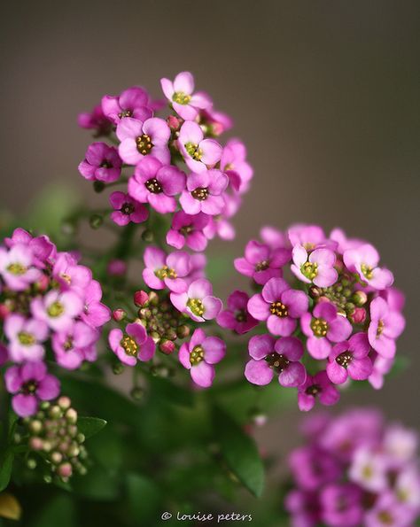 Alyssum flowers have a peppery flavour, being related to watercress and mustard. Ideal as companion plants to strawberries, they form a carpet of colour that attracts pollinating insects as well as predator bugs that eat aphids, thrips, mites, psyllids, and insect eggs, a natural way to avoid pesticides. Some varieties are trailing and can be attractive placed alongside vegetable plants, edging hanging baskets and vertical gardens with colour. Embroidery Seasons, Alyssum Flowers, Flower Explosion, Insect Eggs, Sweet Alyssum, Cat Safe Plants, Vegetable Plants, Companion Plants, Meteor Garden 2018