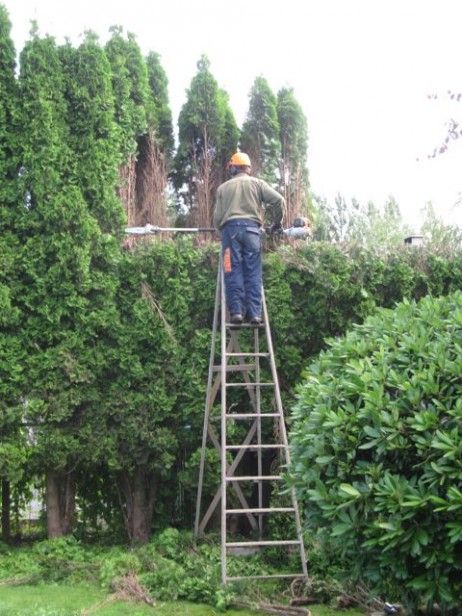 Before and after and way after Home Purchase, Garden Shrubs, To Wait, Winter Garden, Hedges, The Fall, Trim, Plants