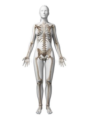 Female skeleton stock illustration. Illustration of skeleton - 30725410 Skeleton Photo, Female Skeleton, Human Skeleton Anatomy, Body Gestures, Anatomy Bones, Women Skeleton, Portrait Tutorial, Skeleton Illustration, Female Torso