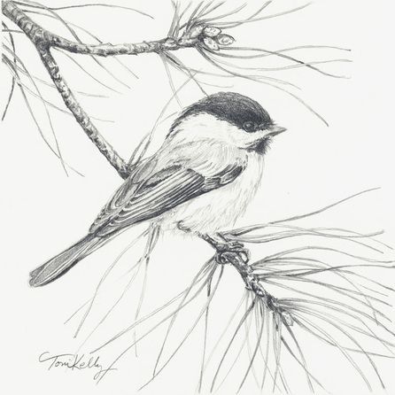 Chickadee Drawing, Bird On A Branch, Bird Sketch, Bird Drawing, White Drawing, Graphite Drawings, Pencil Art Drawings, Bird Pictures, Bird Drawings