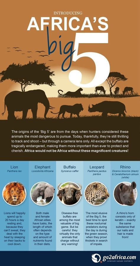 South Africa Facts, South Africa Road Trips, Animal Facts For Kids, Travel In Africa, 10 Animals, Fun Facts For Kids, African Crafts, Africa Animals, Okavango Delta