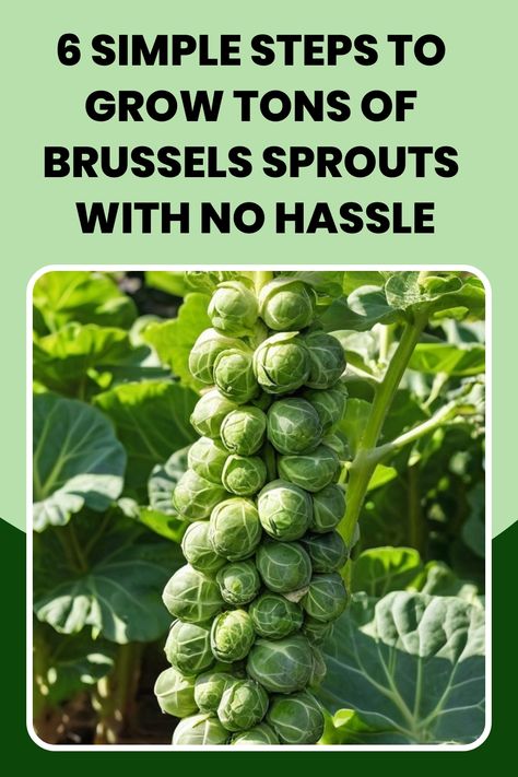 Discover the secrets of growing flavorful Brussels sprouts with our comprehensive guide on how to grow Brussels sprouts successfully. Find step-by-step instructions and helpful tips on planting, watering, fertilizing, and caring for your Brussels sprouts plants. Learn about the best growing conditions, common pests and diseases to watch out for, and when to harvest your delicious home-grown Brussels sprouts. How To Cook Brussels Sprouts, Planting Brussel Sprouts, How To Preserve Brussel Sprouts, Growing Broccolini Plants, How To Grow Brussel Sprouts, How To Plant Brussel Sprouts, Growing Brussel Sprouts Gardens, Growing Brussel Sprouts From Seed, How To Grow Brussel Sprouts Plants