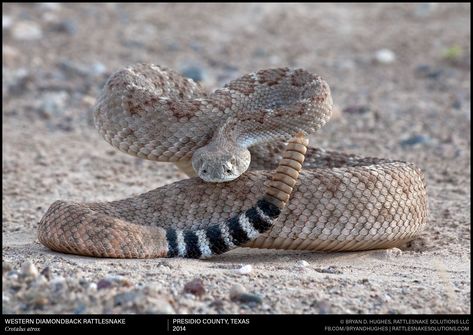 Diamondback Rattlesnake Tattoo, Rattlesnake Tattoo, Western Diamondback Rattlesnake, Diamondback Rattlesnake, Danger Noodle, Western Gothic, Snake Photos, North American Animals, Character Details