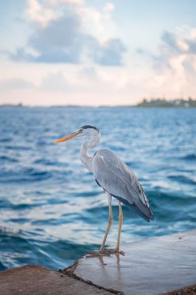 white bird on body of water during daytime photo – Free Bird Image on Unsplash Heron Spiritual Meaning, Heron Symbolism, The Whispers, Animal Symbolism, Free Bird, Dream Meanings, Body Of Water, White Bird, Spiritual Meaning