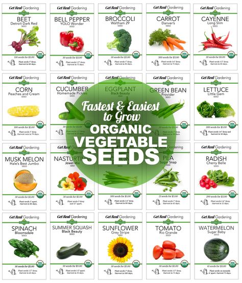 Plants Backyard, Easiest Vegetables To Grow, Fast Growing Vegetables, Growing Organic Vegetables, Backyard Garage, Productive Garden, Vegetables To Grow, Easy Vegetables To Grow, Gardening Vegetables