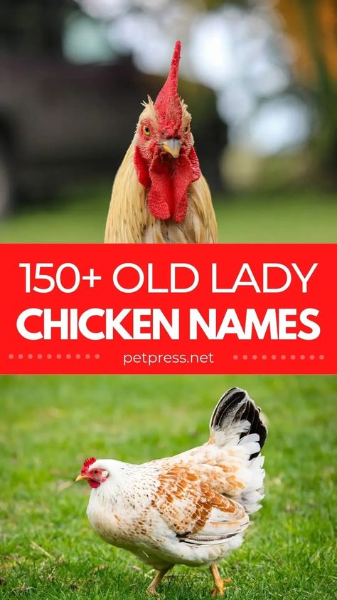 Don't you think an old lady name for your chicken would be great? We do too! Whether you are looking for a name that is funny, cute, or unique, we have you covered. #chicken #chickennames Old Lady Names For Chickens, Old Lady Chicken Names, Cute Names For Chickens, Cute Chicken Breeds, Hen Names Pet Chickens, Calico Princess Chicken, Chicken Names Hens Funny, Chicken Coop Names Clever, Chicken Names Funny