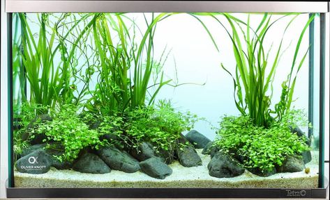 #werbung A normal 60cm standard aquarium with a simple planting. Easy to copy and very easy to care for. Made for the Aquascaping (GU,… Triangle Aquascape, Simple Aquascape, Aqua Bonsai, Aquascaping Ideas, Diy Reptile, Aquascape Design, Marine Tank, Pet Things, Nano Aquarium