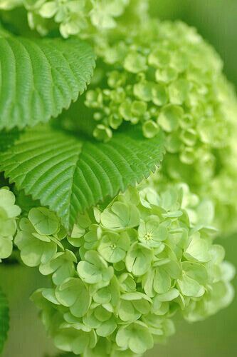 Hydrangea Garden Care, Roses Photography, Hydrangea Garden, Green Hydrangea, Simple Green, Green Nature, Garden Cottage, Spring Green, Color Of Life