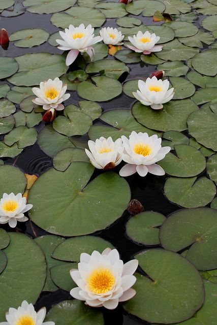 Lily Lotus, Water Lilly, Lily Pond, Deco Floral, Water Flowers, Water Lily, Water Plants, Water Lilies, Flower Pictures