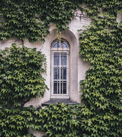 Garden Climbers, Poison Ivy Pictures, Boston Ivy, Ficus Pumila, Ivy Wall, Hedera Helix, Virginia Creeper, Ivy Vine, English Ivy