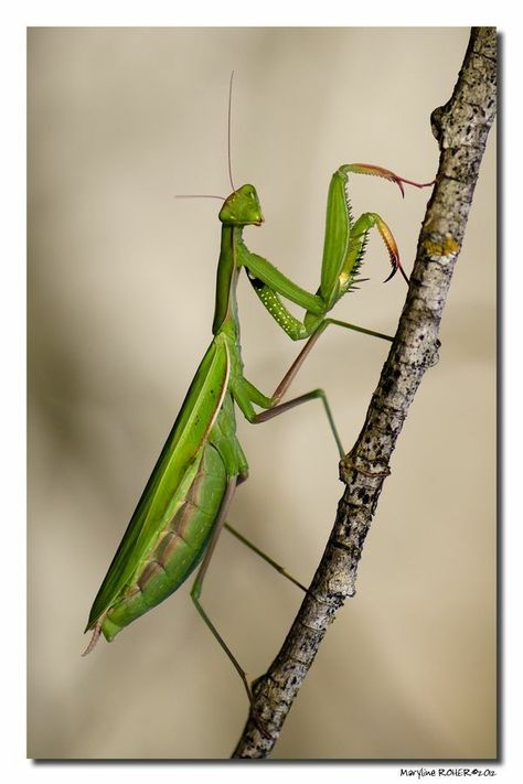 Mantis Tattoo, Insect Photography, Cool Bugs, Paper Sculptures, Tassen Design, Praying Mantis, Beautiful Bugs, Arthropods, Creepy Crawlies