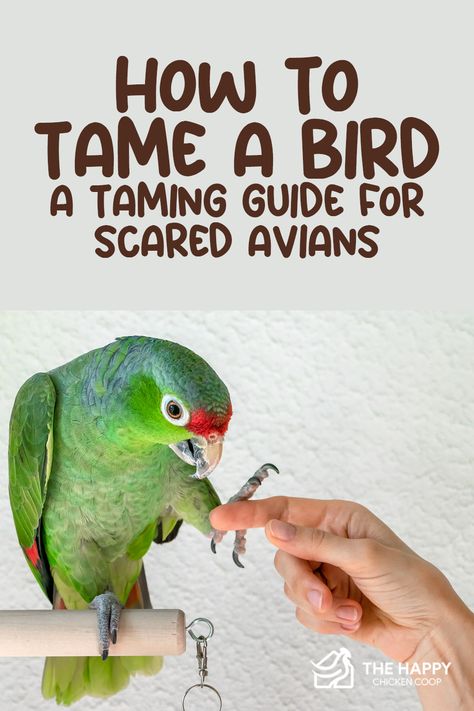 Parrot Food Ideas, Quaker Parrot Toys, Parrot Care Tips, Parrot Enrichment Diy, Diy Bird Perch, Bird Room Ideas, Conure Toys, Diy Parrot, Diy Parrot Toys