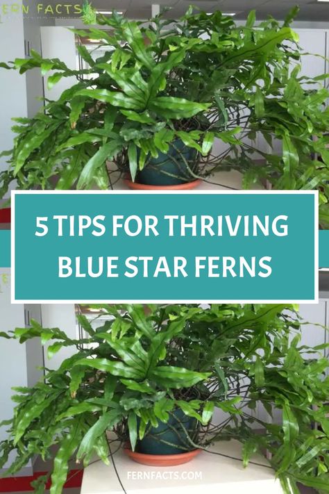 5 tips for thriving Blue Star Ferns. Blue Star Fern, Fern Care, Indoor Ferns, Fern Garden, Home Sanctuary, Ferns Care, Unique Planters, Indoor Oasis, Fern Tattoo