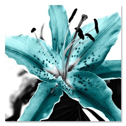 Aqua | teal | blue | stargazer lily | flower Lily Seeds, Teal Wall Art, Flower Perfume, Bonsai Flower, Garden Plant Pots, Blue Lily, Stargazer Lily, Teal Walls, Daylilies