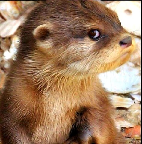 There's the 'villain' look😊 Otters Cute, Otter Love, Baby Otters, Super Cute Animals, Jolie Photo, Sweet Animals, Funny Animal Pictures, An Animal, Animal Photo