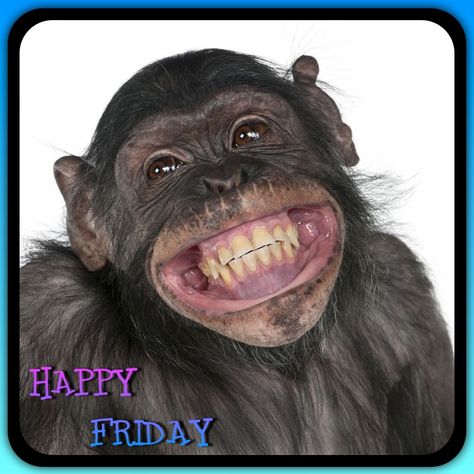 Happy Friday - Monkey Monkey Smiling, Funny Monkey Pictures, Smiling Animals, Monkey Pictures, Monkeys Funny, Primates, Animal Planet, Funny Animal Pictures, Zoo Animals