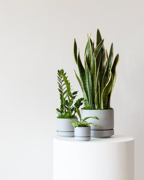 Best Bathroom Plants, Ceramics Collection, Indoor Plants Styling, Plant Care Tips, Corporate Christmas Gifts, Scandinavian Ceramic, Iron Plant, Low Light Plants, Bathroom Plants