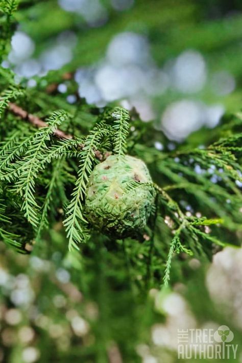 Want to know more about Bald Cypress Trees? This article will go over how to identify a Bald Cypress Trees, Bald Cypress roots, planting Bald Cypress Trees, and Bald Cypress Tree care. You can learn how to identify a Bald Cypress Tree by the leaves, how to identify trees by the bark, as well as tree diseases. Think you may have a Bald Cypress Tree in your backyard? Read this article to learn all about Bald Cypress Tree care! #thethreeauthority #cypresstrees Nature, Bald Cyprus Tree, Russian Cypress, Tree Identification Chart, How To Identify Trees, Identify Trees, Tree Facts, Cyprus Trees, Bald Cypress Tree