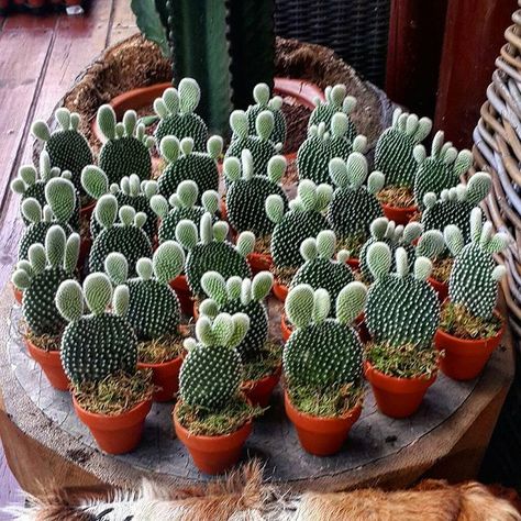 Orejas de ratón. Succulent Landscaping Ideas, Mini Cactus Garden, How To Grow Cactus, Kaktus Dan Sukulen, Cactus House Plants, Succulent Landscape Design, نباتات منزلية, Succulent Landscaping, Types Of Succulents