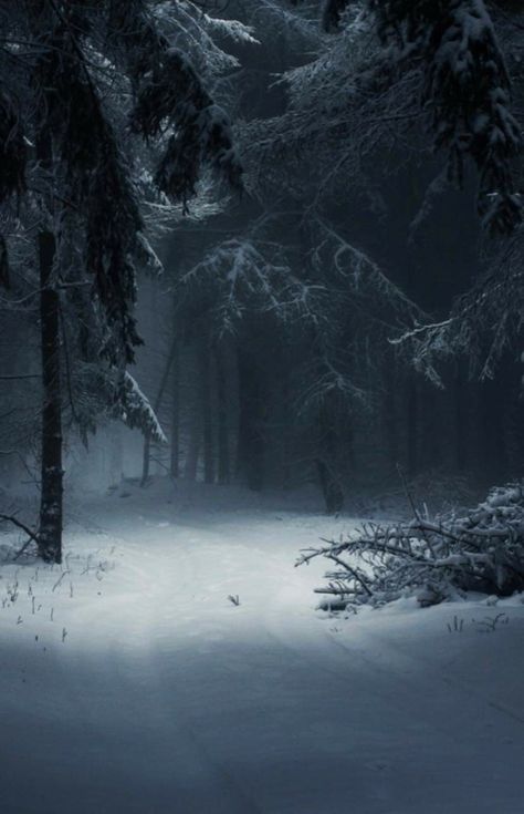 Snow Forest, Fotografi Kota, Snowy Forest, Night Forest, Winter Wood, Dark Winter, Fantasy Places, Winter Scenery, Winter Forest