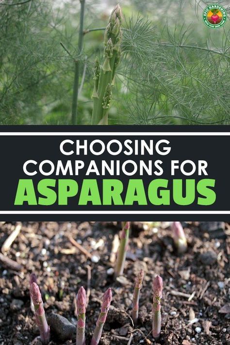 Asparagus Garden, Best Asparagus, Companion Planting Guide, Companion Planting Chart, Asparagus Plant, Growing Asparagus, Companion Planting Vegetables, Garden Companion Planting, Succession Planting