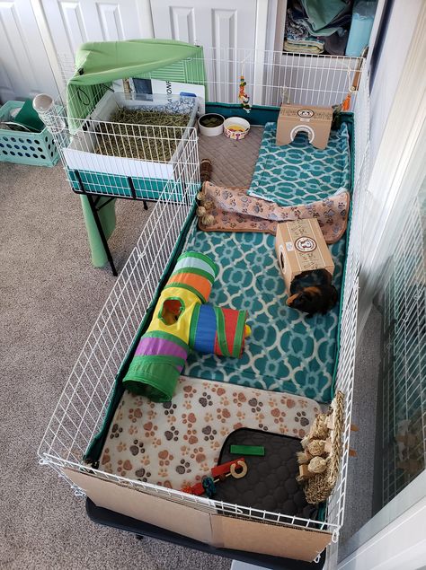 L-shaped Guinea Pig Cage Genie Pig Cage Ideas, C And C Guinea Pig Cage, Guinea Pig Enclosure Ideas, C&c Guinea Pig Cage Ideas, Guinea Pig Cage Setup Ideas, Cute Guinea Pig Cage Ideas, Aesthetic Guinea Pig Cage, Guinea Pig Cage Ideas, Guinea Pig Supplies