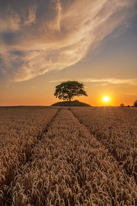 Nature Appreciation, Horse Background, Gold Wallpaper Background, Farm Lifestyle, Fields Of Gold, Photography Pics, Wheat Field, Space Photos, Stunning Photography