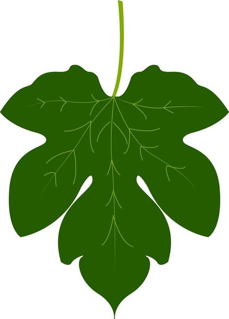 Fig leaf, illustration, vector on white background. Fig Leaf, Leaf Illustration, Vector Food, Fig Leaves, Leaves Vector, Background Background, Childrens Church, File Free, Illustration Vector