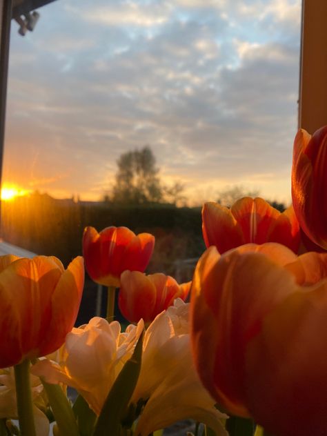 Asthetic Picture Tulips, Flowers Orange Aesthetic, Flowers And Sunset Aesthetic, Tulips Orange Aesthetic, Spring Orange Aesthetic, Spring Aesthetic Orange, Tulips Sunset Aesthetic, Orange Tulips Aesthetic Wallpaper, Tulips With Sunset