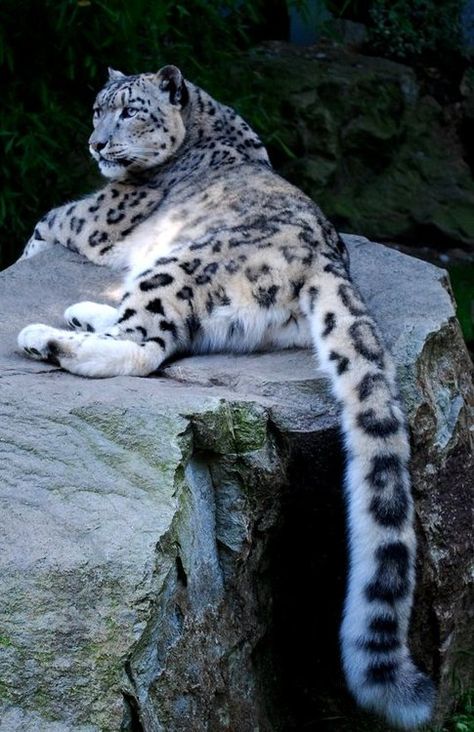 Irbis: The longest tail ever by Petra Allerlei (Snow Leopard) Snow Leopard Tail, Lions Roar, Fluffy Tail, Nosara, Amazing Animal Pictures, Majestic Animals, Cheetahs, Large Cats, Hyena