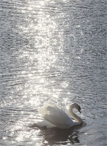 Swan / Swans - white-on-white  -  IMG_7933-v-900 Swans, Beautiful Swan, White Swan, Swan Lake, Nature Aesthetic, Fotografi Potret, White Aesthetic, Grimm, Aesthetic Photo