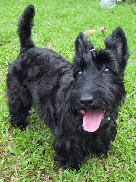 I love Scottish Terriers =) I really miss my McTavish and Kaysee! Scottie Puppies, Scottie Terrier, Scotty Dog, Scottish Terriers, Scottie Dogs, Pet Rabbit, Scottish Terrier, Scottie Dog, Terrier Dog