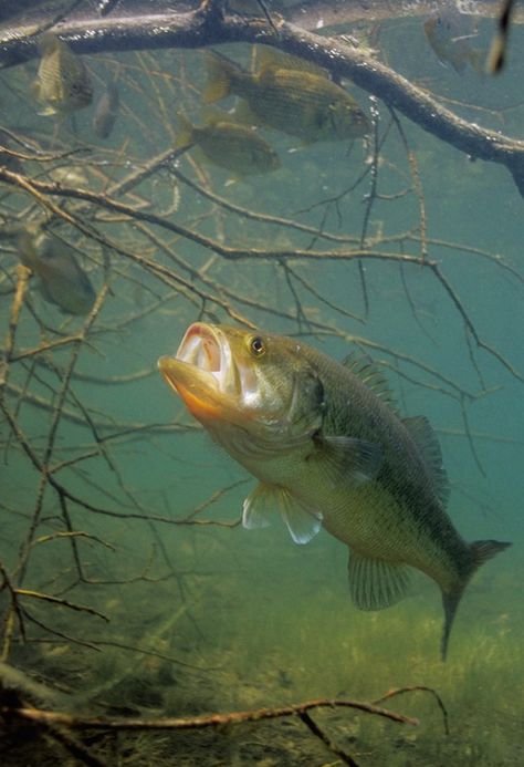 Underwater Photos: How Bass Eat | Outdoor Life Pesca In Mare, Bass Fishing Tips, Smallmouth Bass, Fishing Pictures, Largemouth Bass, River Fishing, Freshwater Fishing, Underwater Photos, Catching Fish