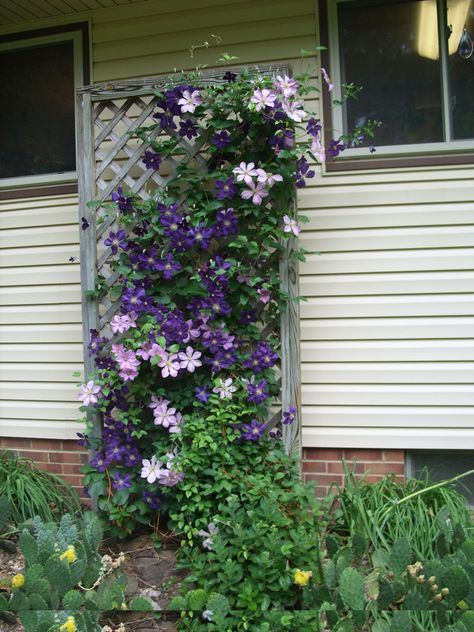 Clematis for against the house Clematis Combinations, Outside House Decor, Small Scale Gardening, Clematis Trellis, Climbing Clematis, Fern Garden, Vine Trellis, Clematis Montana, Ferns Garden