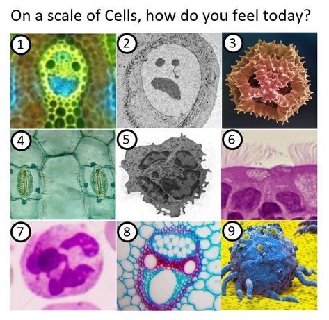 On a scale of Cells, how do you feel today? 9 options show different cells that look like faces expressing different emotions Last Two Brain Cells Funny, Biology Memes Hilarious, On A Scale Of How Are You Feeling, Biology Crochet, Science Classroom Ideas, Microbiology Humor, Biology Jokes, Anatomy Memes, Biology Memes